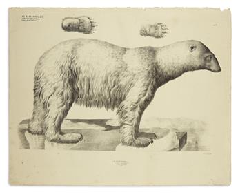(NATURAL HISTORY.) Goldfuss, Georg August. Group of 29 lithographed plates,